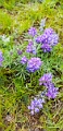 Waterton096
