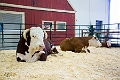 Stampede026