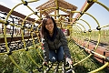 CornMaze031