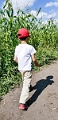 CornMaze036