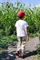 CornMaze037