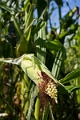 CornMaze038