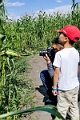 CornMaze039