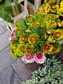 Tallinn006