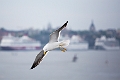 Stockholm096