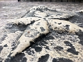 SanAntonio058