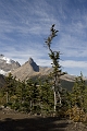 Jasper011
