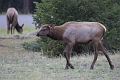 Jasper067