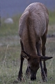Jasper068