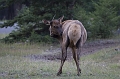 Jasper069