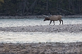 Jasper071