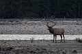 Jasper073