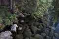 Jasper079