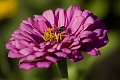 Jasper083