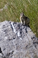 Jasper103