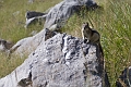 Jasper104