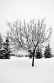 Winter003