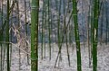 Beijing583