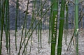 Beijing584