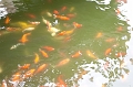Shanghai107