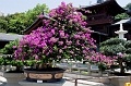 HongKong135
