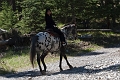 HorsebackRiding023