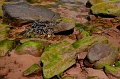 PEI219