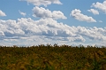 PEI222