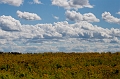PEI223