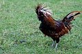 Louisbourg037