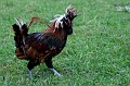 Louisbourg041
