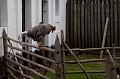 Louisbourg057