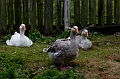 Louisbourg058