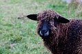 Louisbourg080