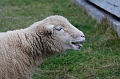 Louisbourg081