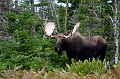 CabotTrail146