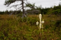 CabotTrail214