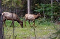 EmeraldLake085