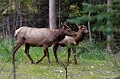 EmeraldLake086