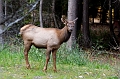 EmeraldLake087