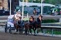 Stampede040