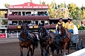 Stampede042
