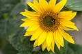 Flowers001