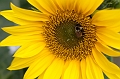 Flowers002