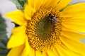 Flowers003