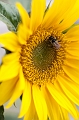 Flowers004