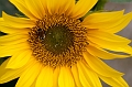 Flowers005