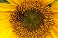 Flowers006