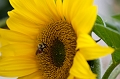 Flowers007