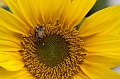 Flowers008